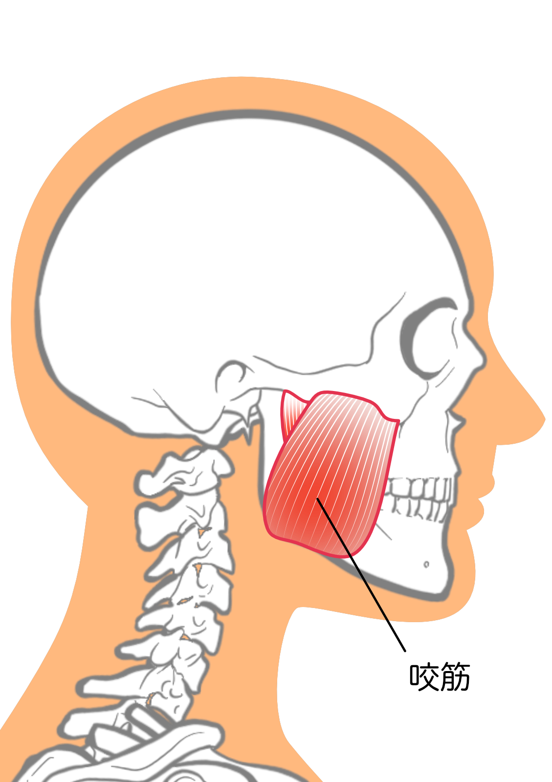 食いしばり、歯ぎしり、咬筋、凝り、福岡市南区、ルート治療に、ルート鍼、高宮駅